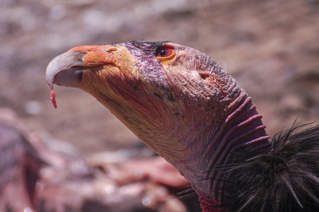 Bird of The Week: California Condor – A Success Story – Kern Audubon
