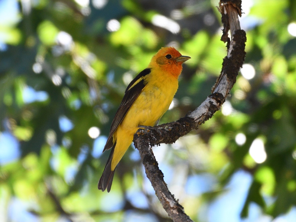 Western Tanager in the Greenhorn Mountains by Jacob Abel, 7/13/2019