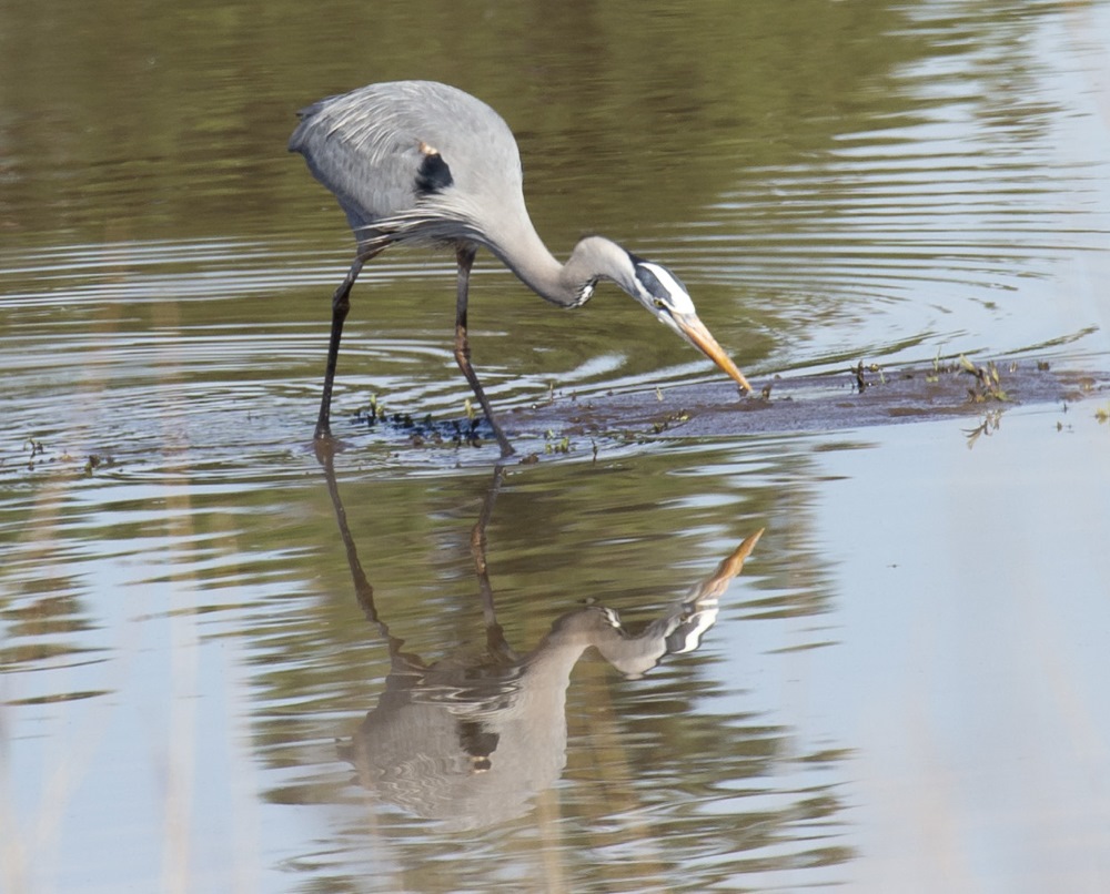 Great Blue Heron by Ron Worgul