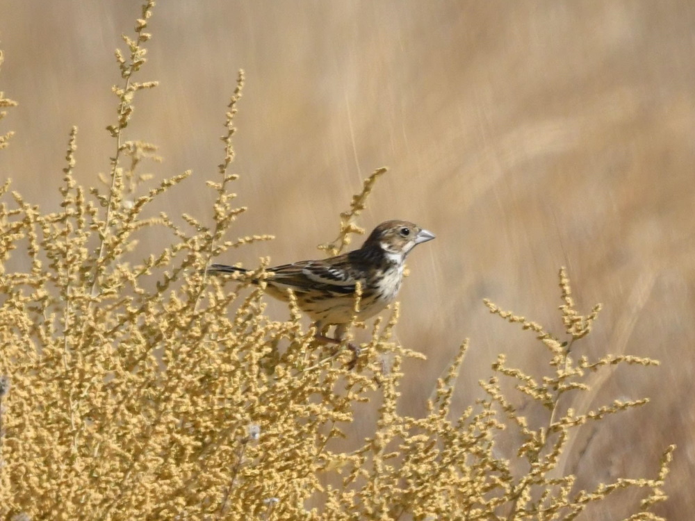 Lark Bunting at Panorama Vista Preserve by Andy Honig, 9/17/2019