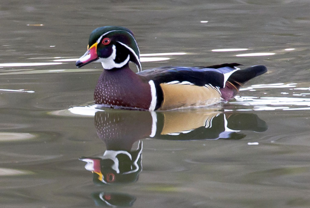 Wood Duck at Hart Park by Ron Worgul