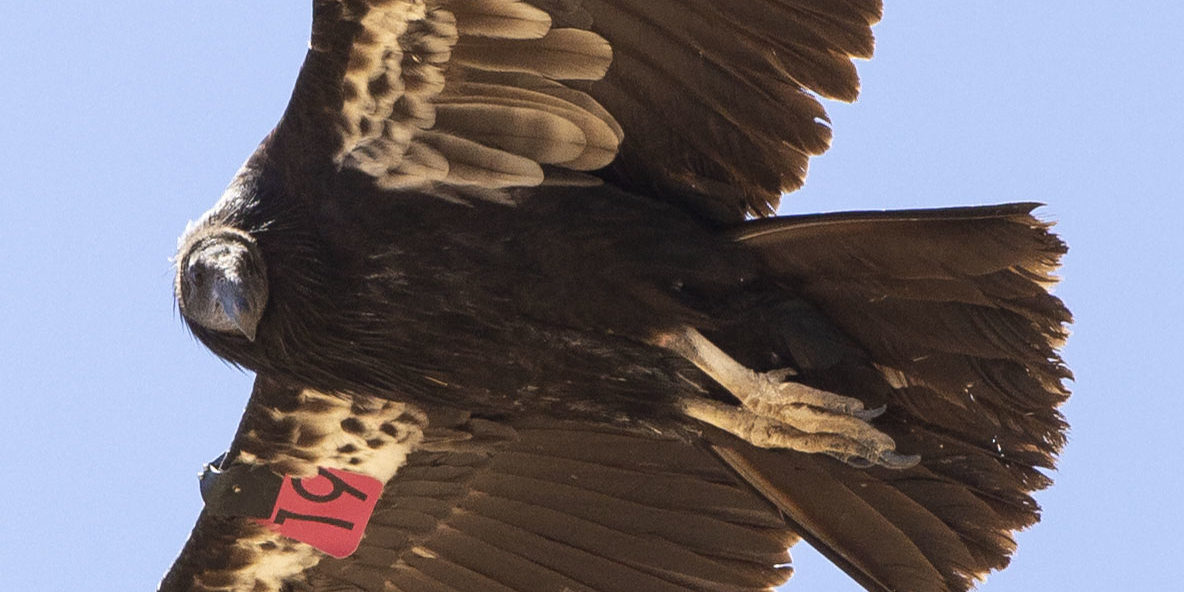 condor_5 California Condor at Bitter Creek NWR by Ron Worgul, 6/19/18