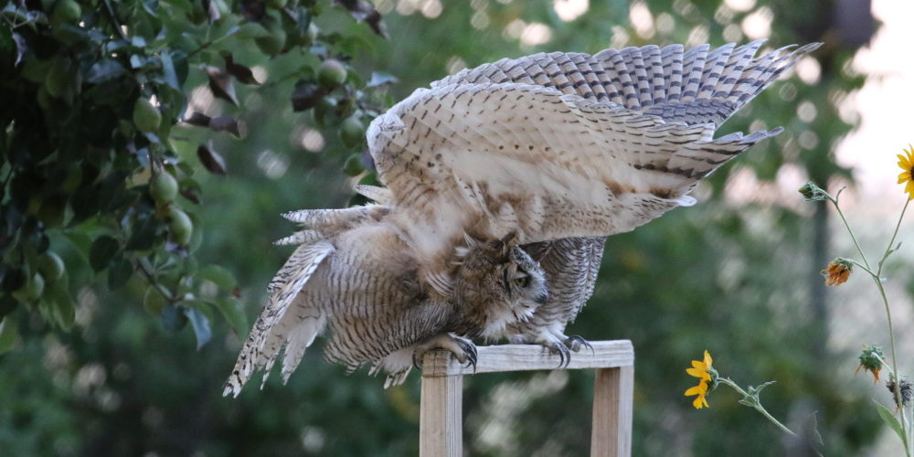 A juvenile Great-horned Owl by Mickey Dyke