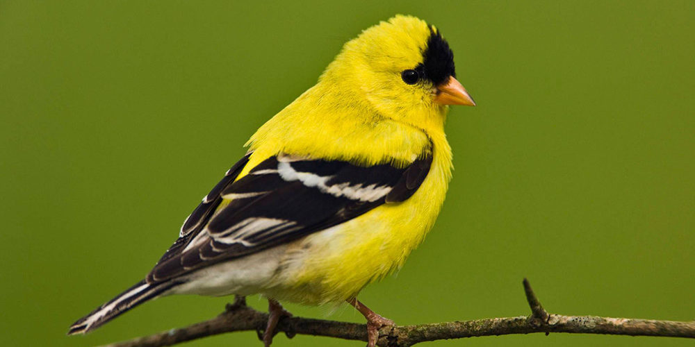 American Goldfinch