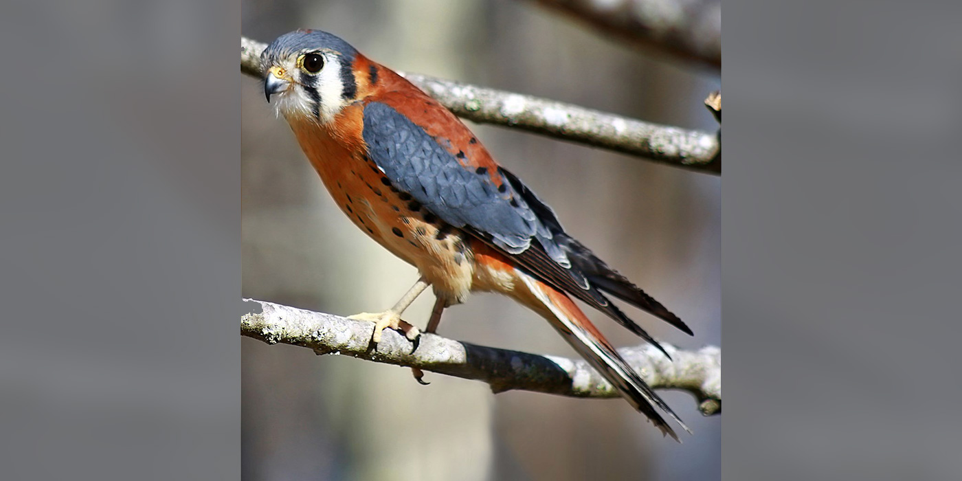 American Kestrel