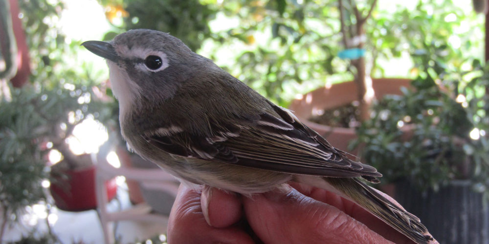 barnes_vireo_small