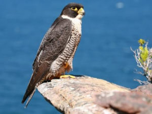 peregine falcon