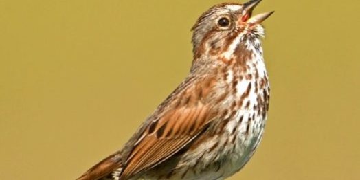 Bird Of The Week Song Sparrow Kern Audubon Society