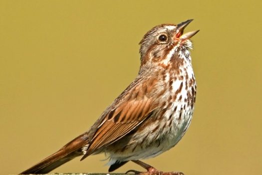 song sparrow