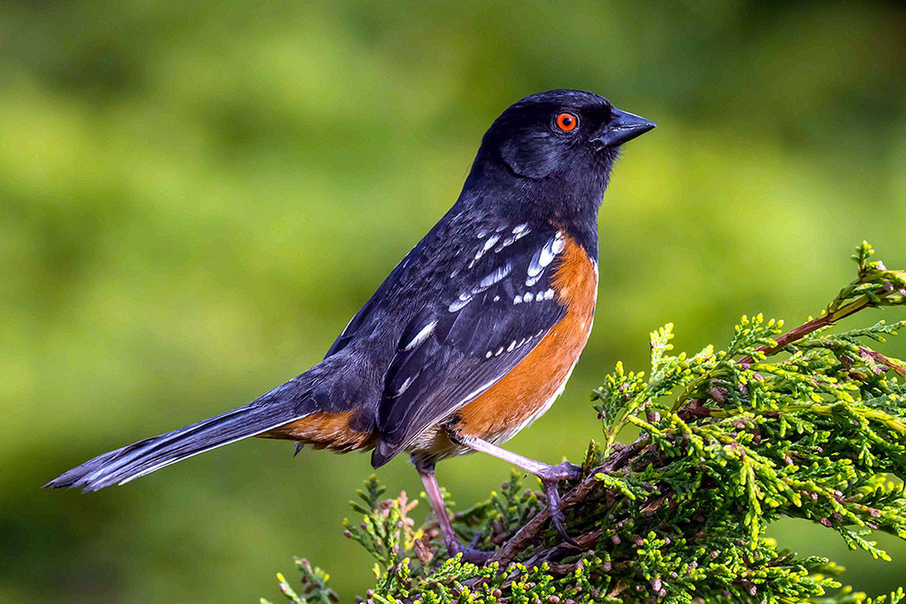 Spotted Towhee