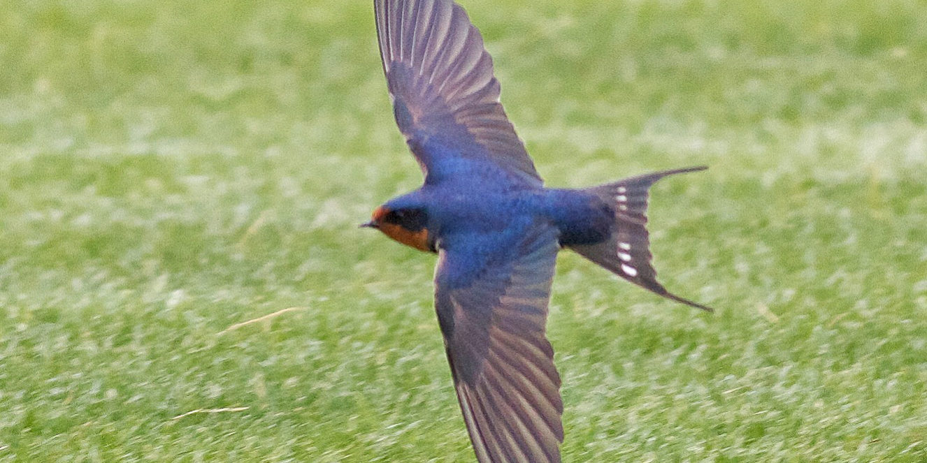 barn-swallow-1 barn swallow