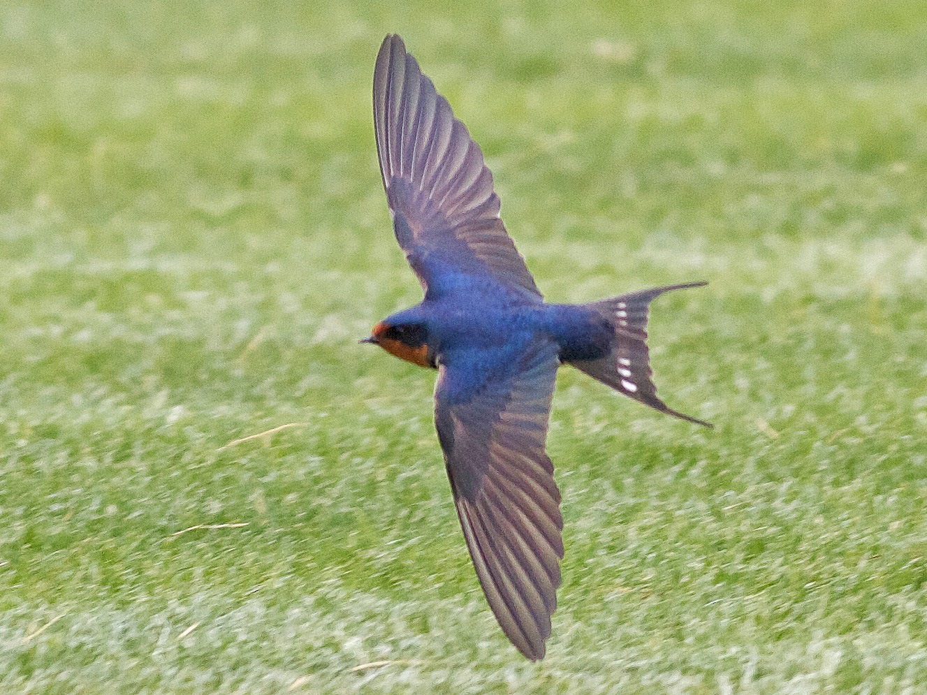 barn swallow