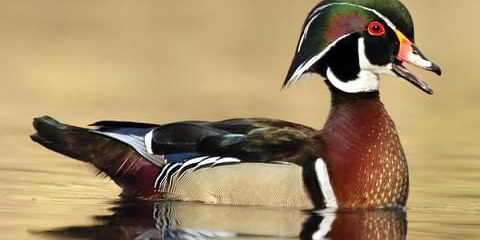 Kern Audubon Society Wood Duck