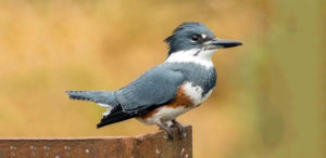 Belted Kingfisher Kern Audubon Society