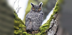 Great Horned Owl
