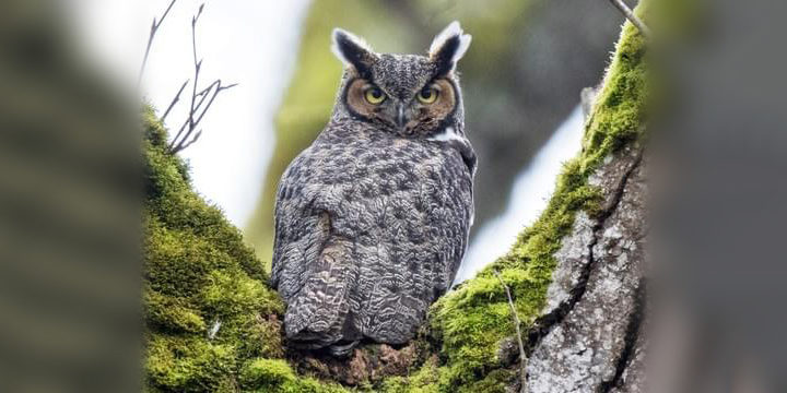 Great-horned-owl-wide Great Horned Owl