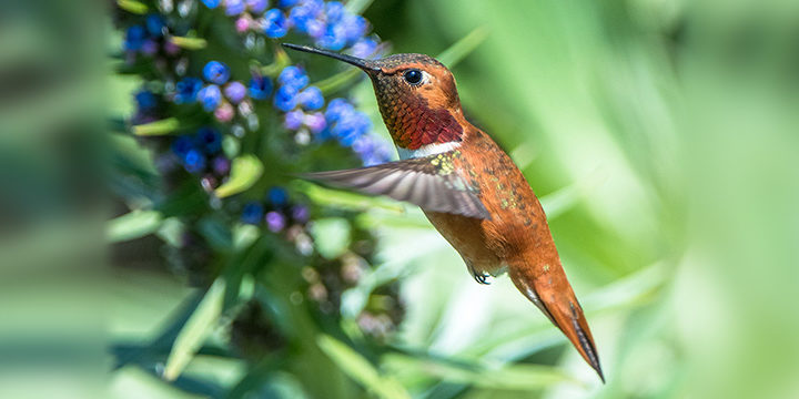 Allen's hummingbird