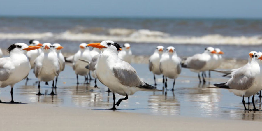 Royal Tern