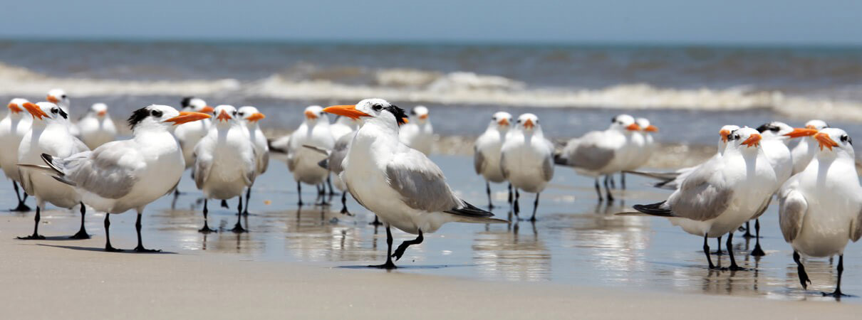 Royal Tern