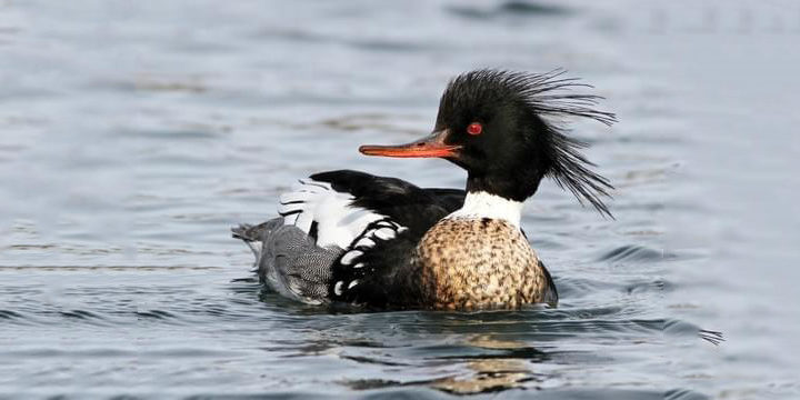 Red-breasted Merganser