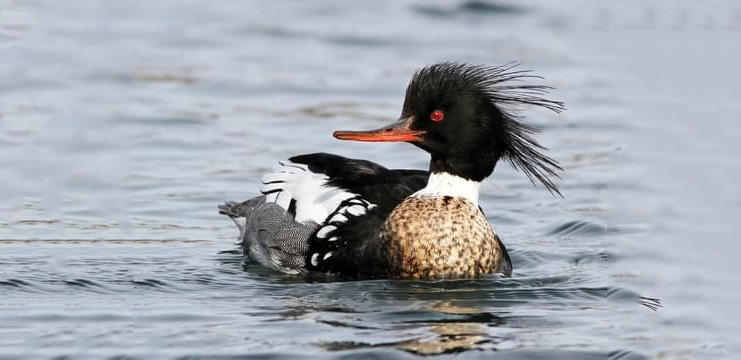 Red-breasted Merganser