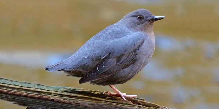 American Dipper