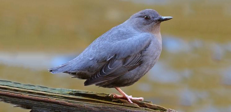 American Dipper