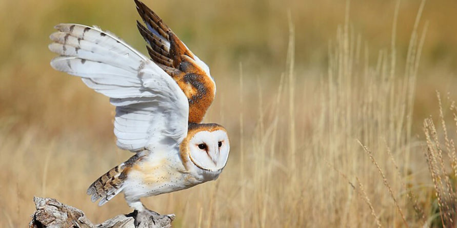 Bird of The Week: Barn Owl – Kern Audubon Society