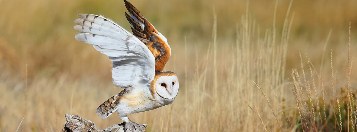 Barn Owl