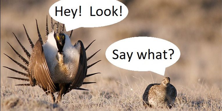 greater sage-grouse greater sage-grouse