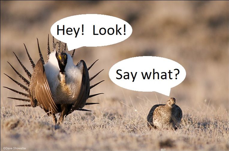 greater sage-grouse