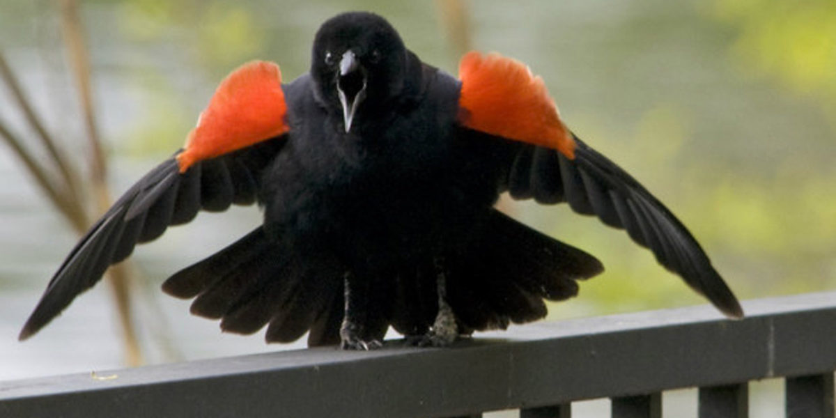 Bird of The Week: Red-winged Blackbird - Kern Audubon Society