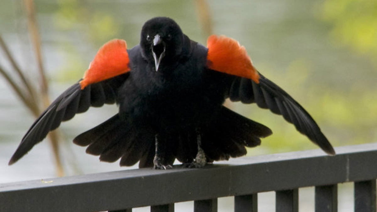 Red-winged Blackbird