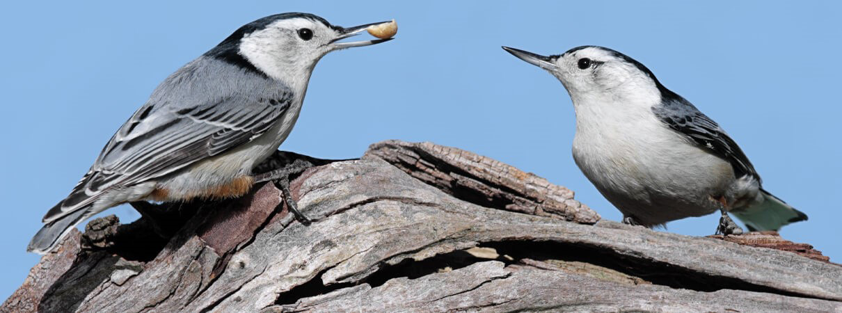 White-breasted Nuthatch