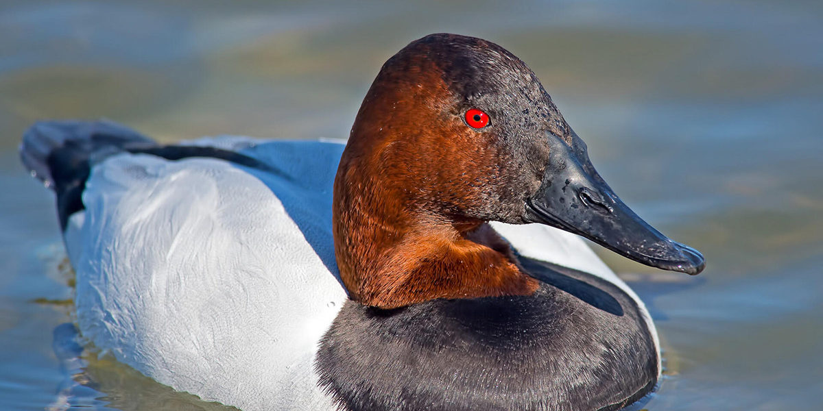 Canvasback- Canvasback