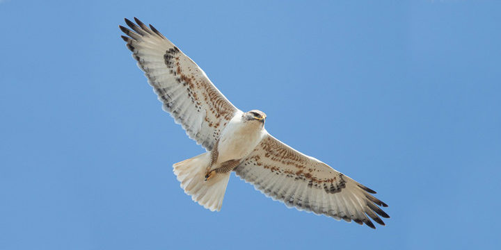 Ferruginous Hawk