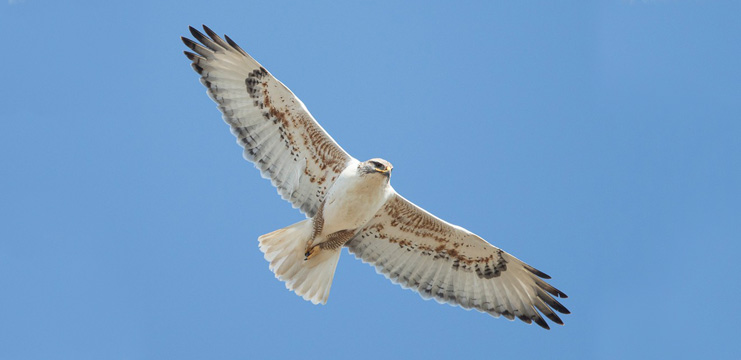 Ferruginous Hawk