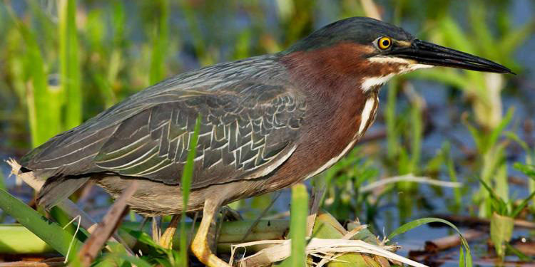 Green Heron