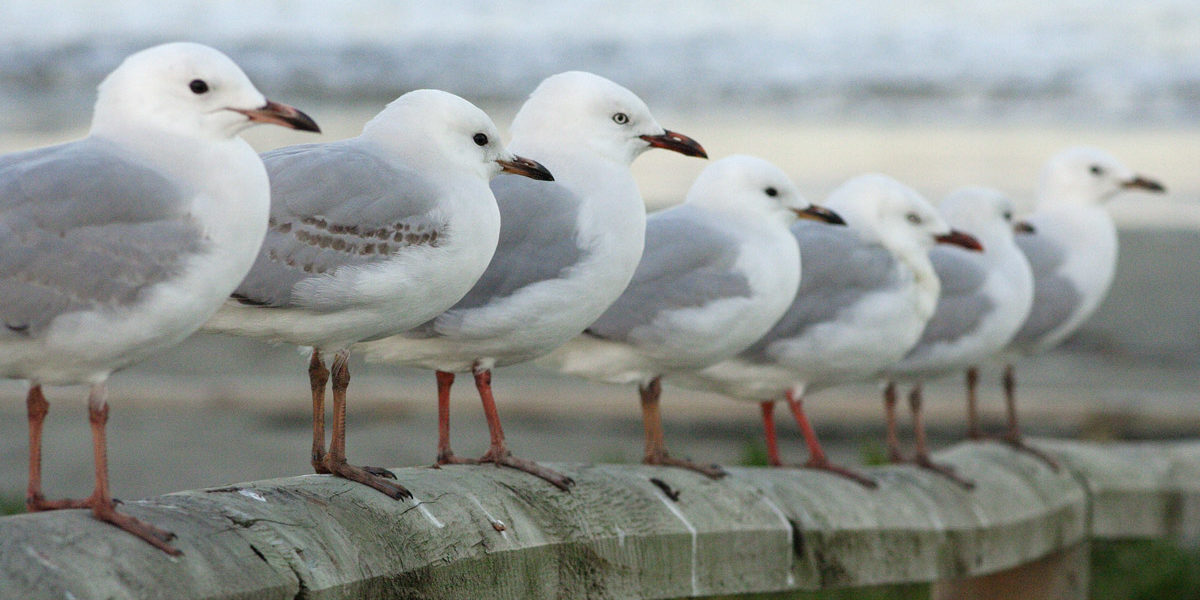 Red-billed Gulls. Brighton Beach, New Zealand.