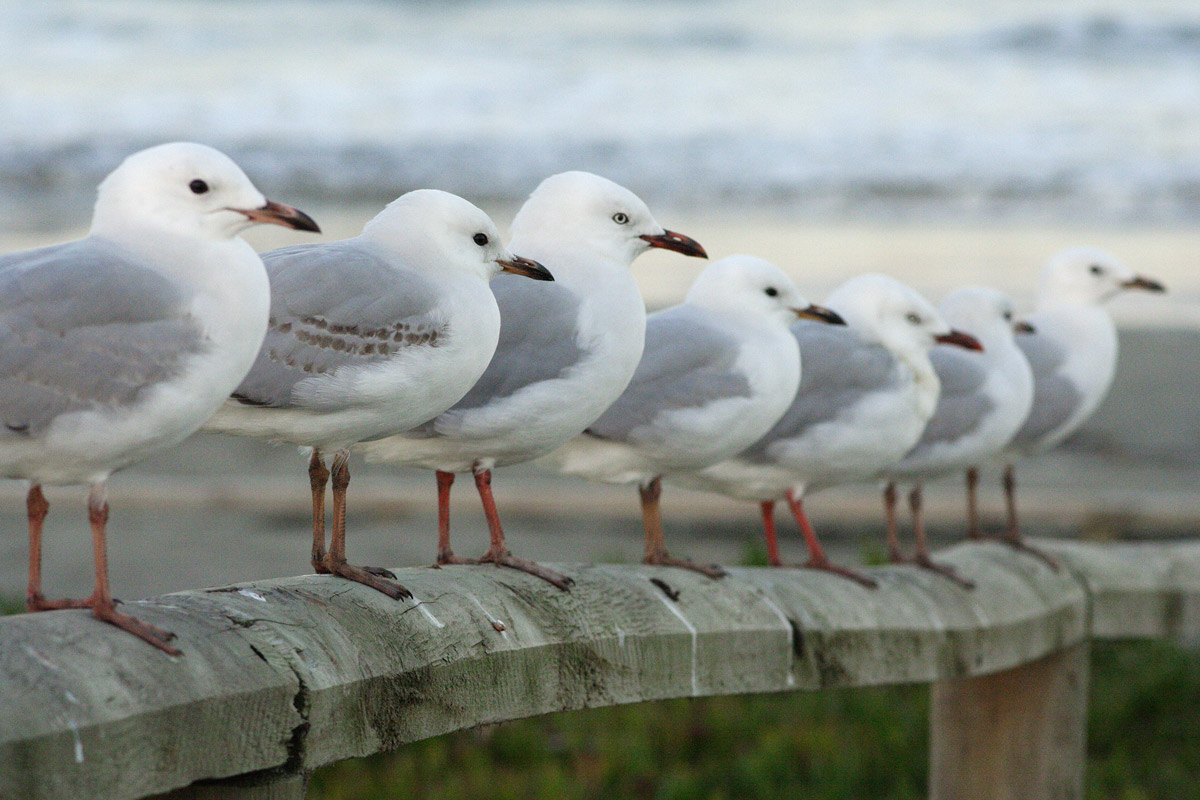 Red-billed Gulls. Brighton Beach, New Zealand.