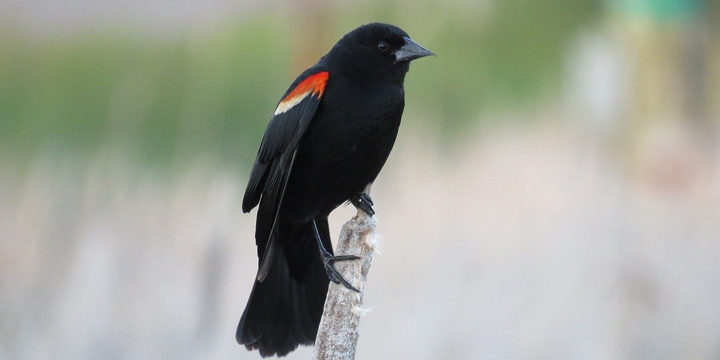 red-winged-blackbird-1427770_1280 red winged blackbird