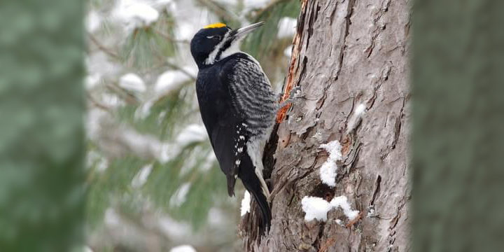 Black backed woodpecker