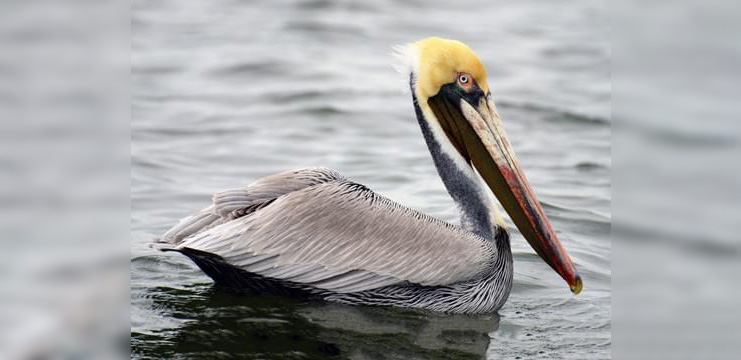 Brown Pelican