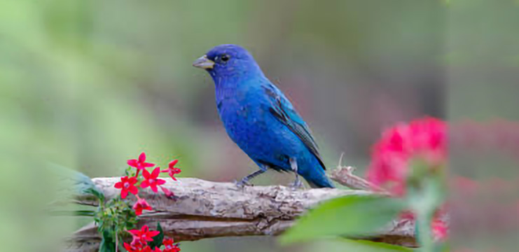 Indigo bunting