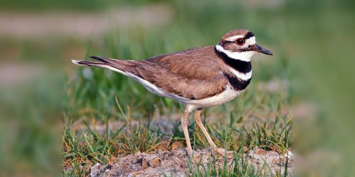 Killdeer