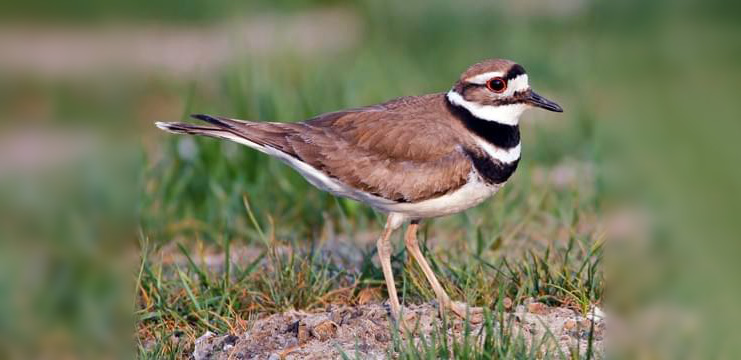 Killdeer