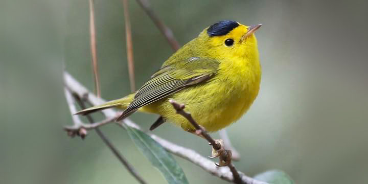 Wilson's Warbler