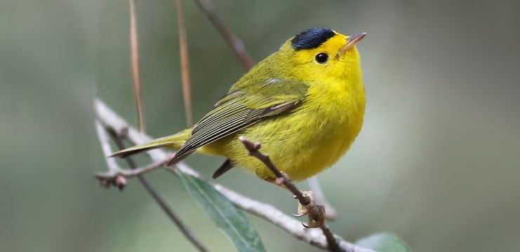 Wilson's Warbler