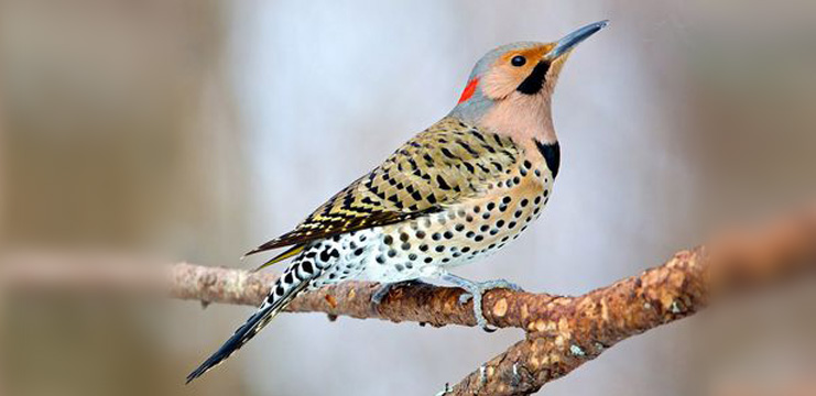 Northern Flicker