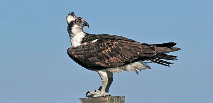 Osprey